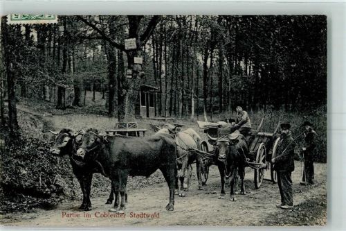Koblenz 1910 Im Kobelenzer Stadtwald Ochsenkarren