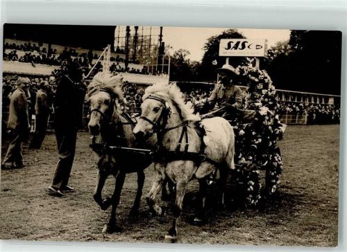 Wien Island Ponies von Helford Jersey