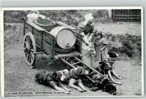 1915 Laitiere Flamande Une Grande Cliente AK