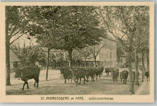 St. Andreasberg Schützenstraße Kühe