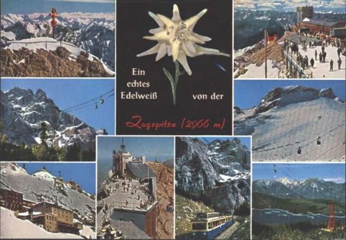 Garmisch-Partenkirchen Echtes Edelweiß Zugspitze