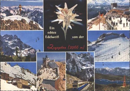 Echtes Edelweiß, Zugspitze