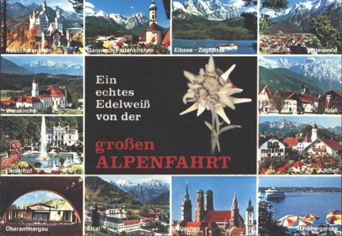 Ein echtes Edelweiß von der großen Alpenfahrt