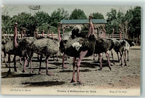 Nice 1908 Straußen Ferme d`Autruches