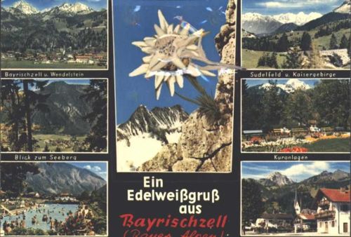 Bayrischzell Echtes Edelweiß