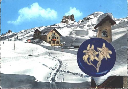 Echtes Edelweiß Passo Falzarego