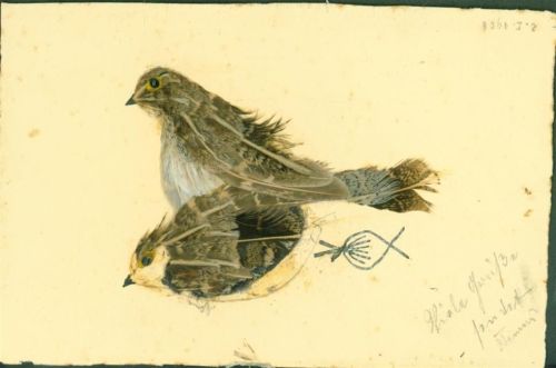 Vogel mit echten Federn Collage