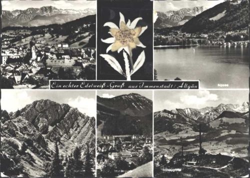Immenstadt Echtes Edelweiß