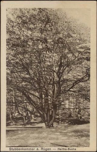 18528 O2331 Stubbenkammer um 1920/30 - Stubbenkammer: Auf Rügen, Hertha Buche,Julius Simonsen AKU1