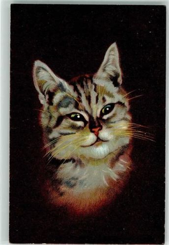Katze Porträt