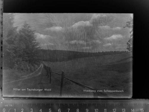 49176 W4517 Hilter am Teutoburger Wald GLASNEGATIV Waldweg zum Schoppenbusch