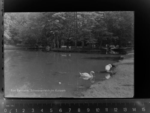Bad Bentheim Schwanenteich im Kurpark