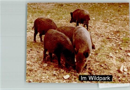 37181 W3414 Hardegsen FOTO KEINE AK Wildschwein Rotte