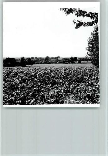 Schapdetten Foto