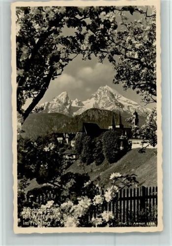 Berchtesgaden Ortsansicht Frühlingsblüten und Watzmann