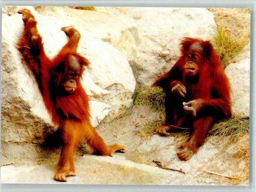 Orang Utan Kinder Katai und Sumbo Zoo Berlin
