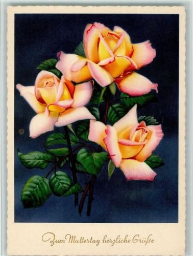 Gelbe Rosen mit rosa Blütenrand