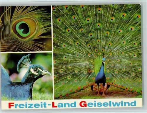 Geiselwind Freizeit-Land Blauer Pfau