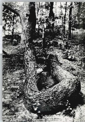 Bendestorf Schlangenbaum