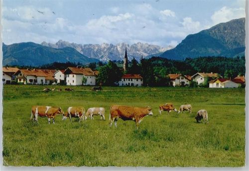 Übersee Kuh