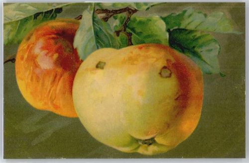 No.538 , Äpfel