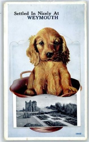 Weymouth Hund