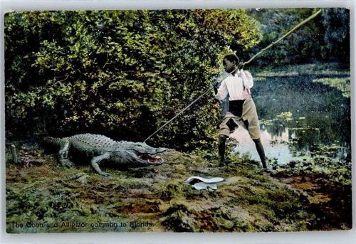 The Coon and Alligator common to Florida
