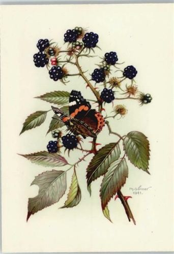 EAS Nr. 9394 sign Gönner 1941 und Brombeeren Früchte