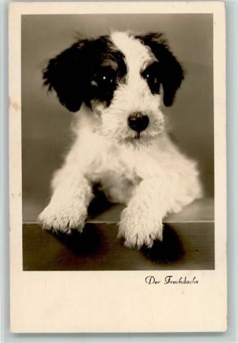 Jack Russel Terrier Welpe