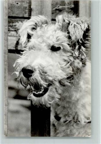 Foxterrier