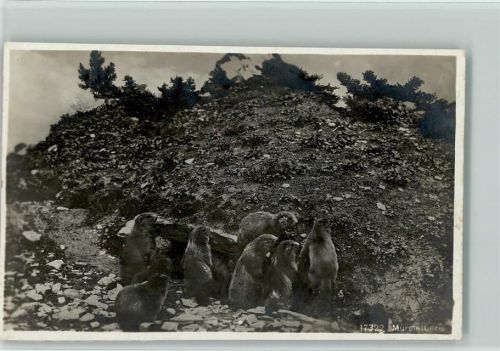17322 Wehrli - Murmeltiere AK Bergtier 1929 Foto AK