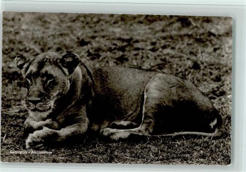 Löwe