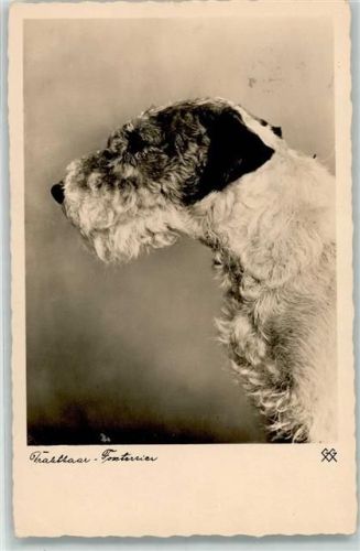 1934 Drahthaar Foxterrier AK