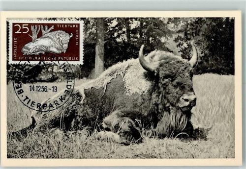 Friedrichsfelde Wisent Bison bonasus