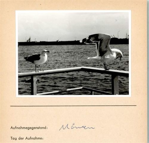 Möwen Foto montiert auf Karton