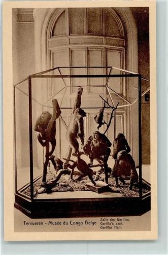 Tervuren 1926 Musee du Congo Belge - Gorillas Hall AK