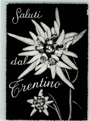 Trentino nel Frignano Edelweiss