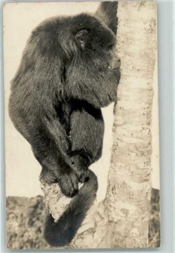 Gibraltar-Affe
