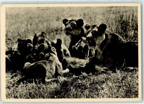 Löwen in der Serengeti-Steppe