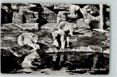 Basel Bâle Zoo AK Eisbär 1948