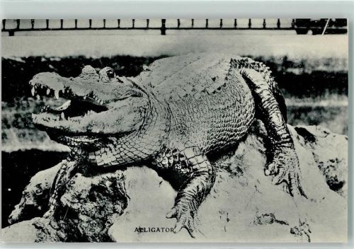 Alligator