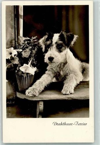 1943 Drahthaar Terrier Verlag Amag Serie 67755-2 AK