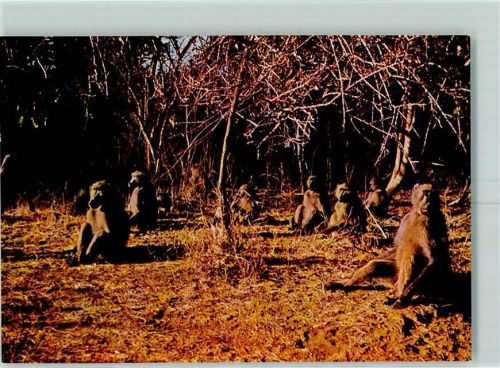 Baboons at Dawn AK