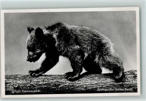 Junger Kaukasusbär , gute Erhaltung AK
