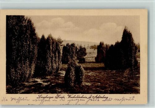 Bergen 1917 Lüneburger Heide, Wacholderhain in Achterberg - Verlag K.G.H. II Nr. 2027 AK