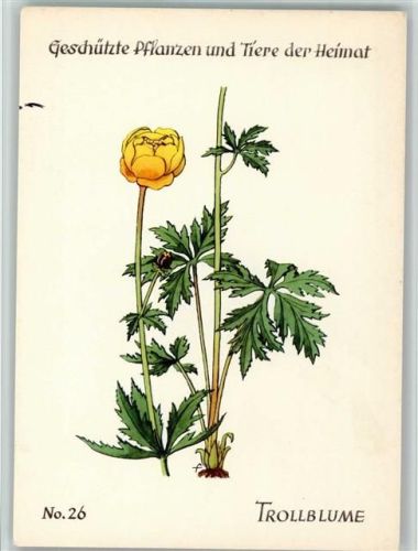 Nr. 26 - Serie Geschützte Pflanzen und Tiere - Verlag Jugendherbergswerk - Entwurf Feuerstein , gute Erhaltung