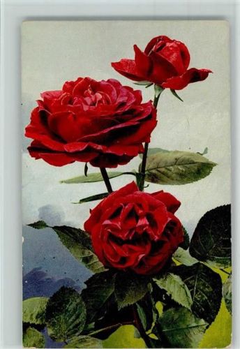 1911 Blumenk. Serie 501 Nr. 709 Photochromie - Rosen