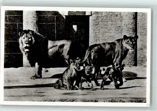1957 Löwenfamilie - Nr. 12 Verlag Münchner Tierpark