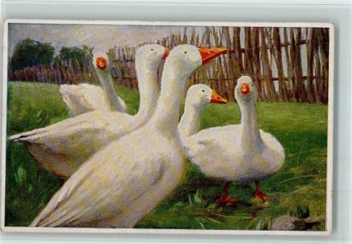Serie Enten und Gänse Primus 528 AK