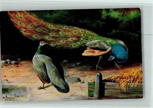 Serie 263 - Pfau - gute Erhaltung